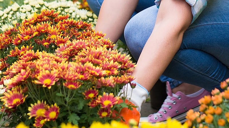 Garden Center at The Home Depot photo 4