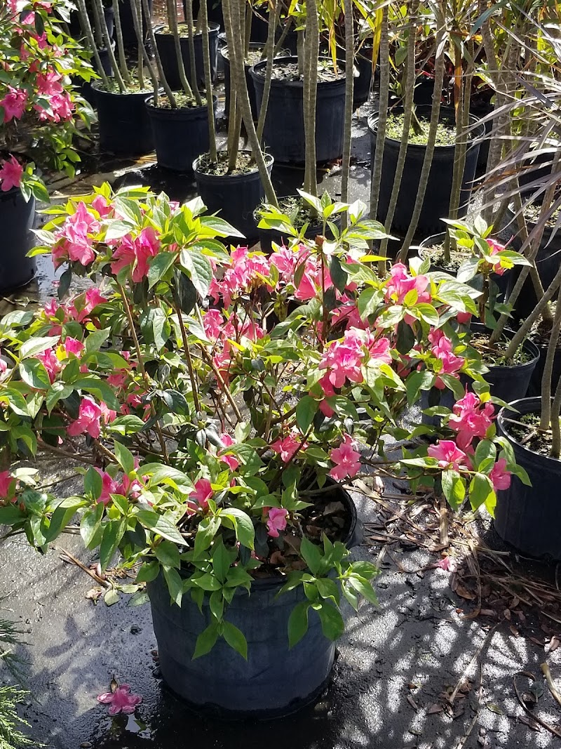 Staggs Nursery photo 4