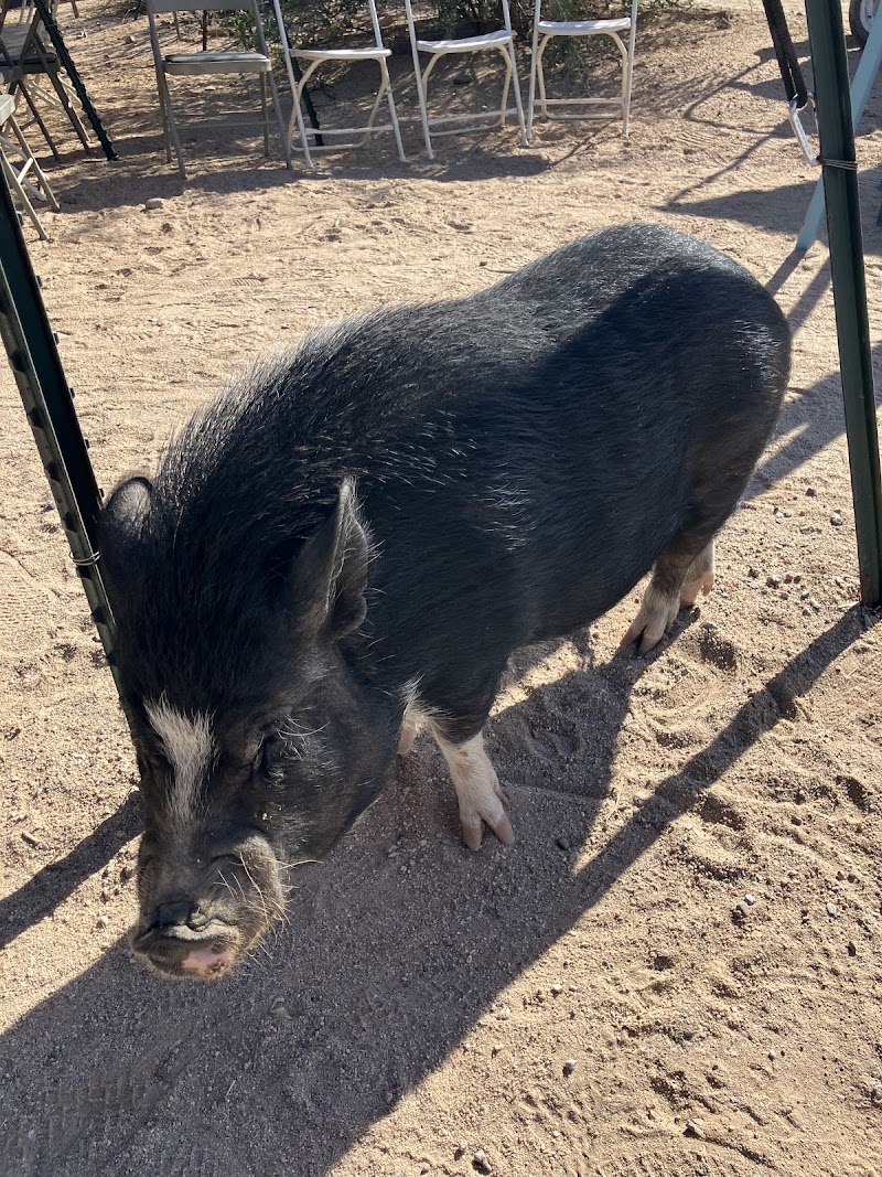 Photo of Ironwood Pig Sanctuary