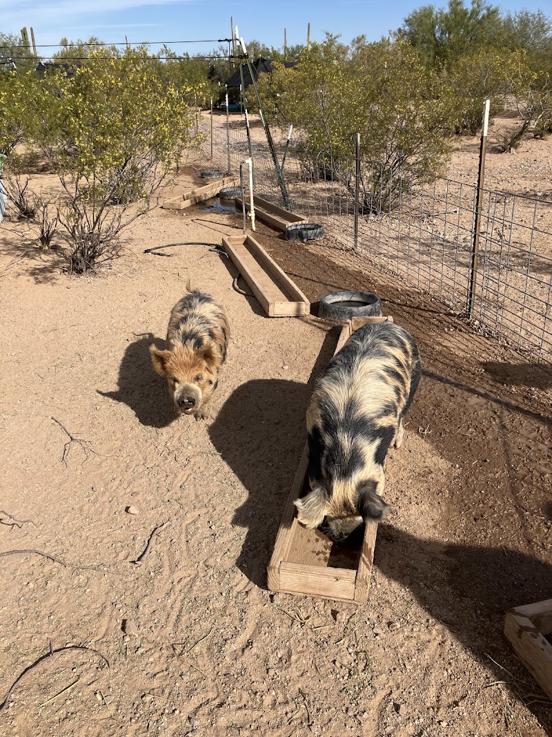 Ironwood Pig Sanctuary photo 2