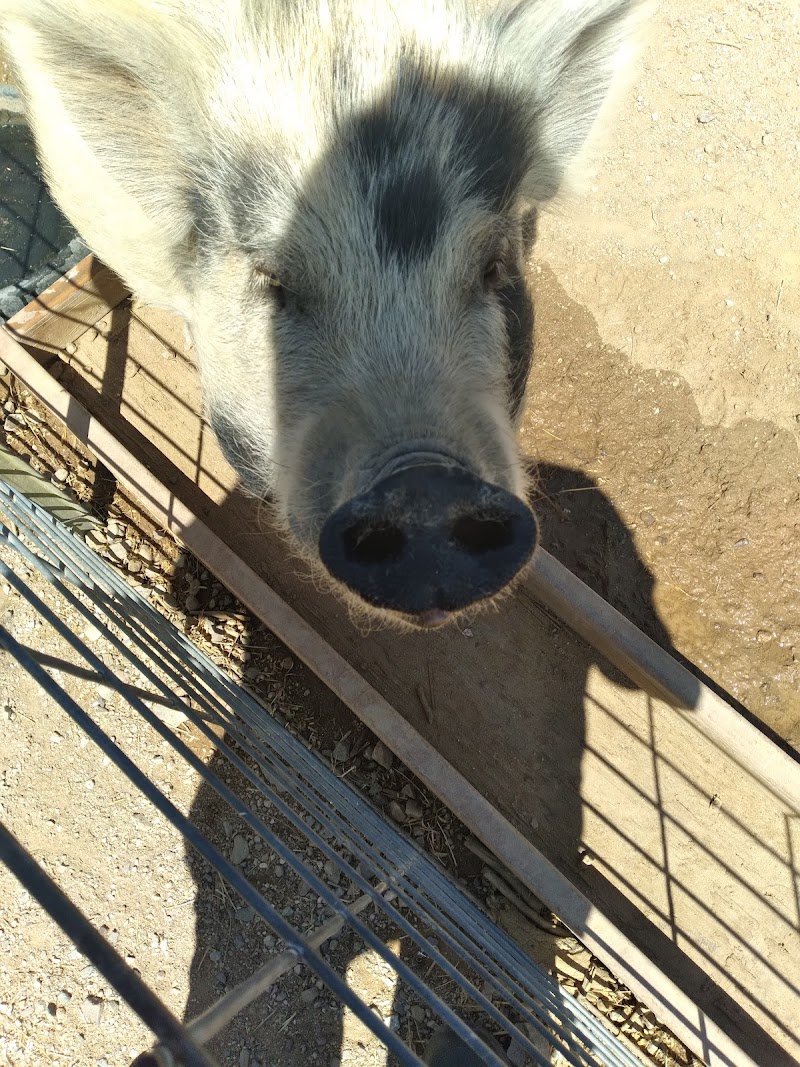 Ironwood Pig Sanctuary photo 3