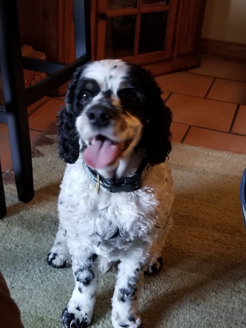 Healdsburg Dog Grooming photo 2