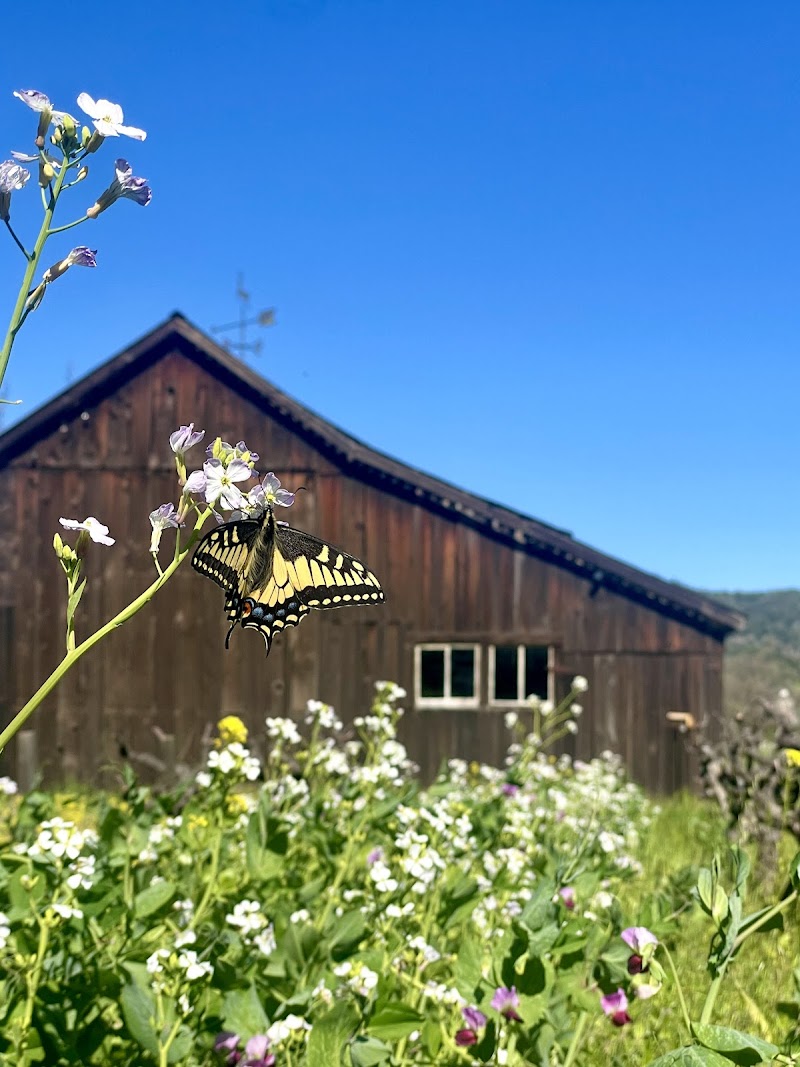 Photo of Cāpo Creek Winery