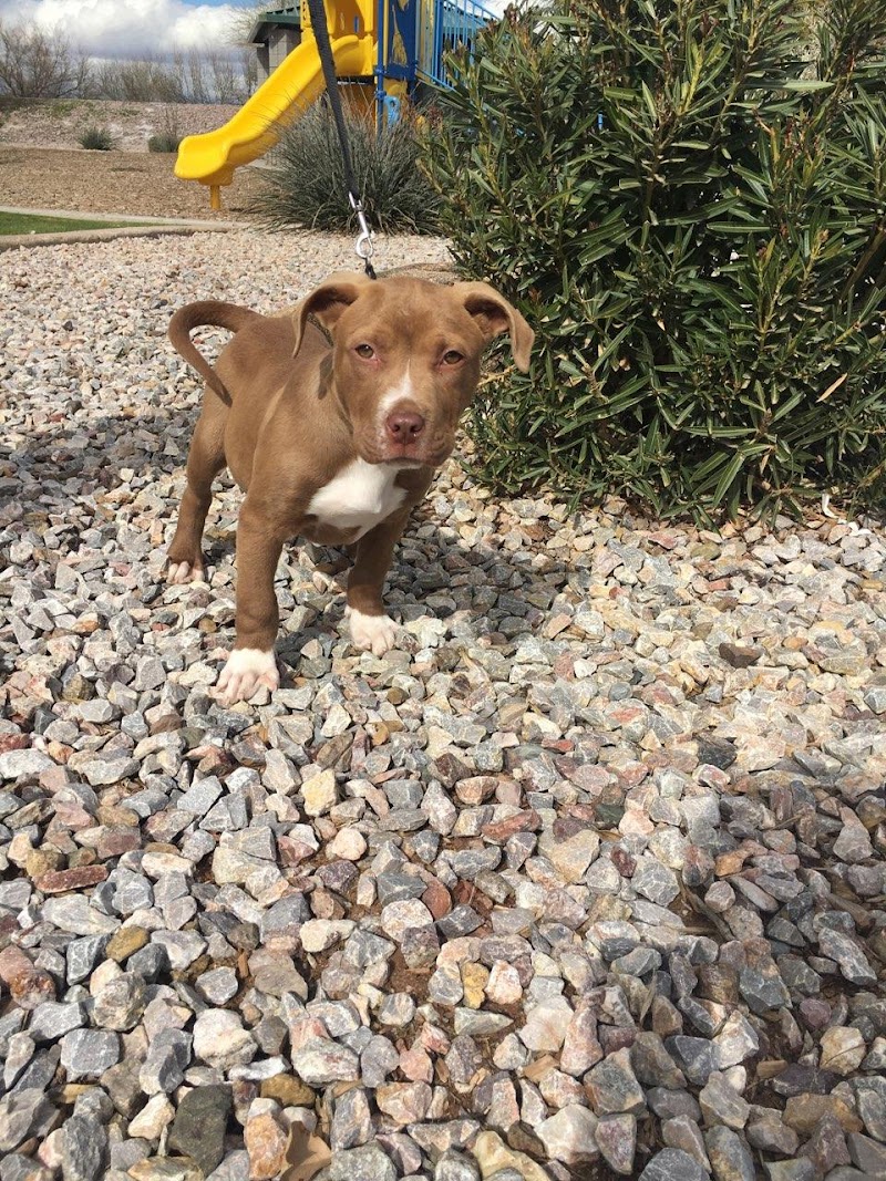 Danx To The Rescue photo 2