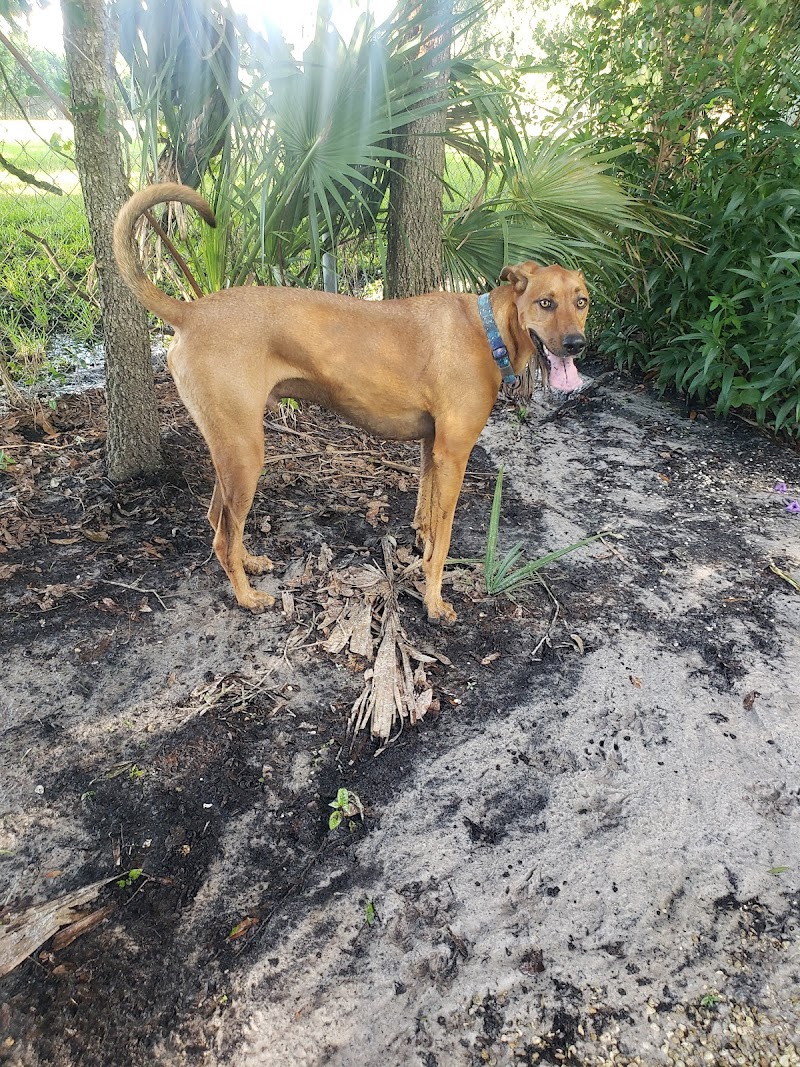 Dr Otts Off Leash Dog Sanctuary photo 3