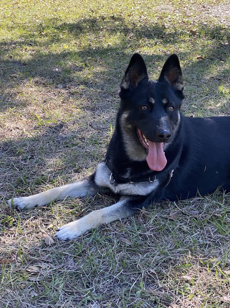 Dr Otts Off Leash Dog Sanctuary photo 4
