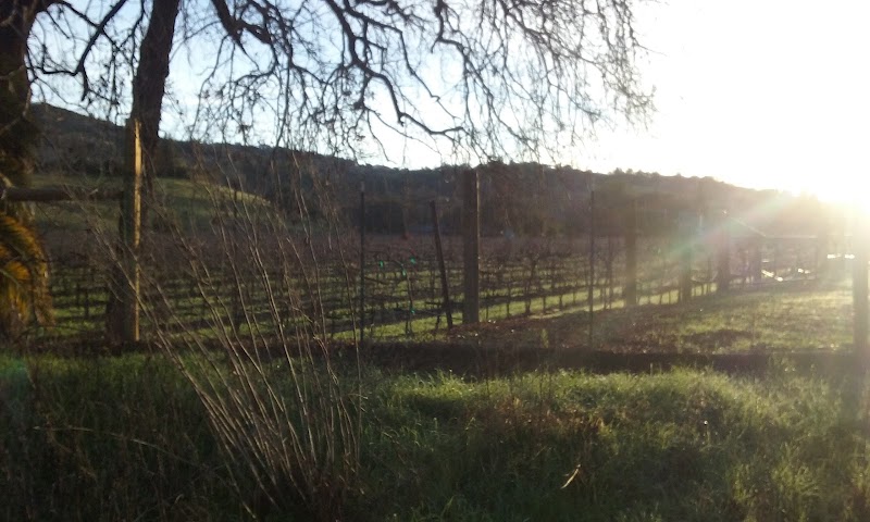 Photo of Sciaini Vineyards