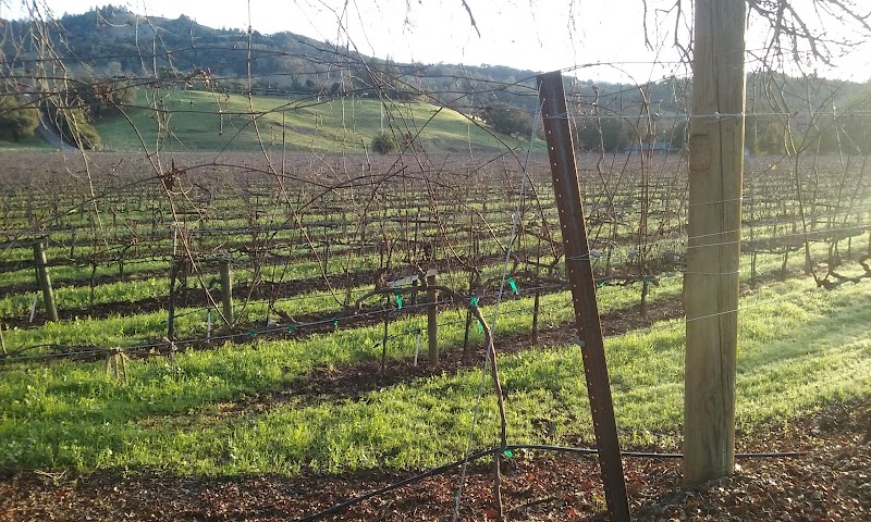 Sciaini Vineyards photo 2