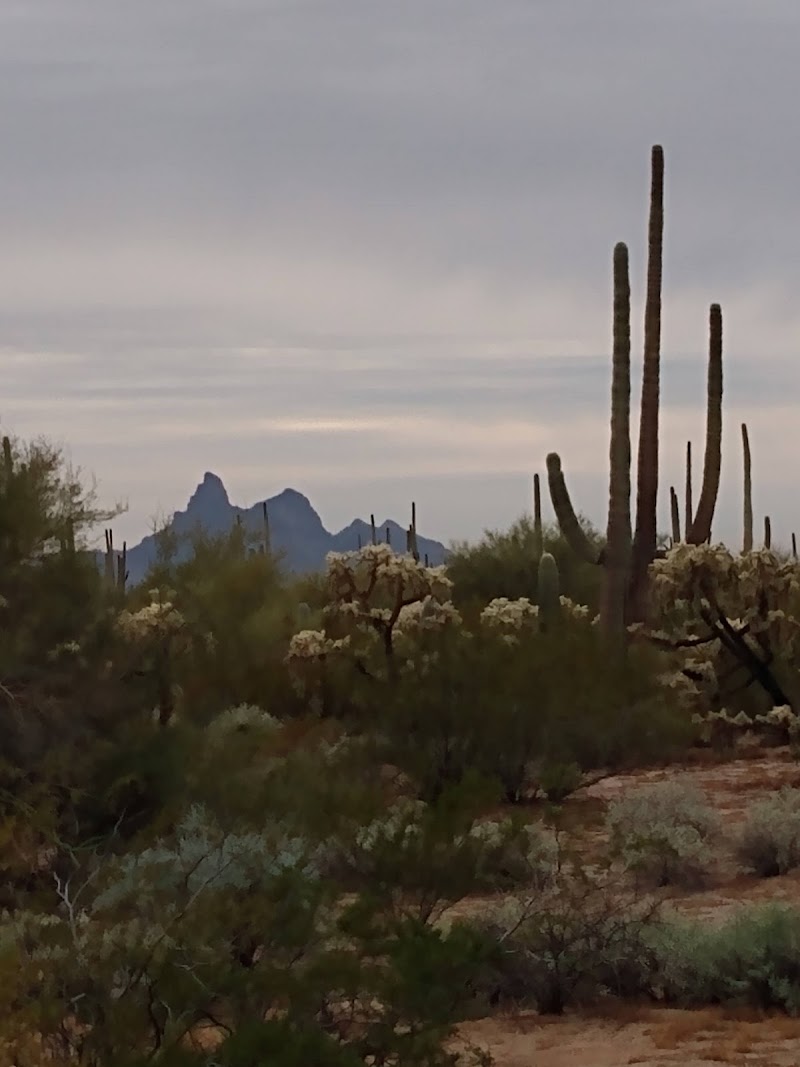 Cactus Forest Campground photo 3