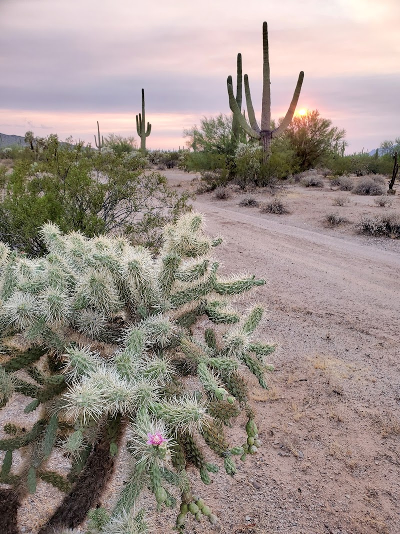 Cactus Forest Campground photo 5