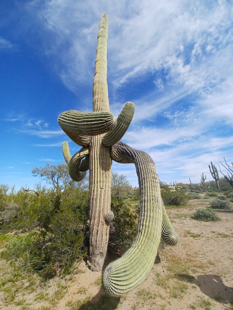 Photo of Cactus Forest Campground