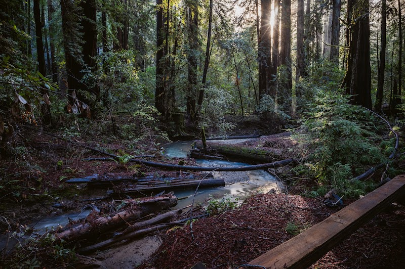 Armstrong Woods photo 2