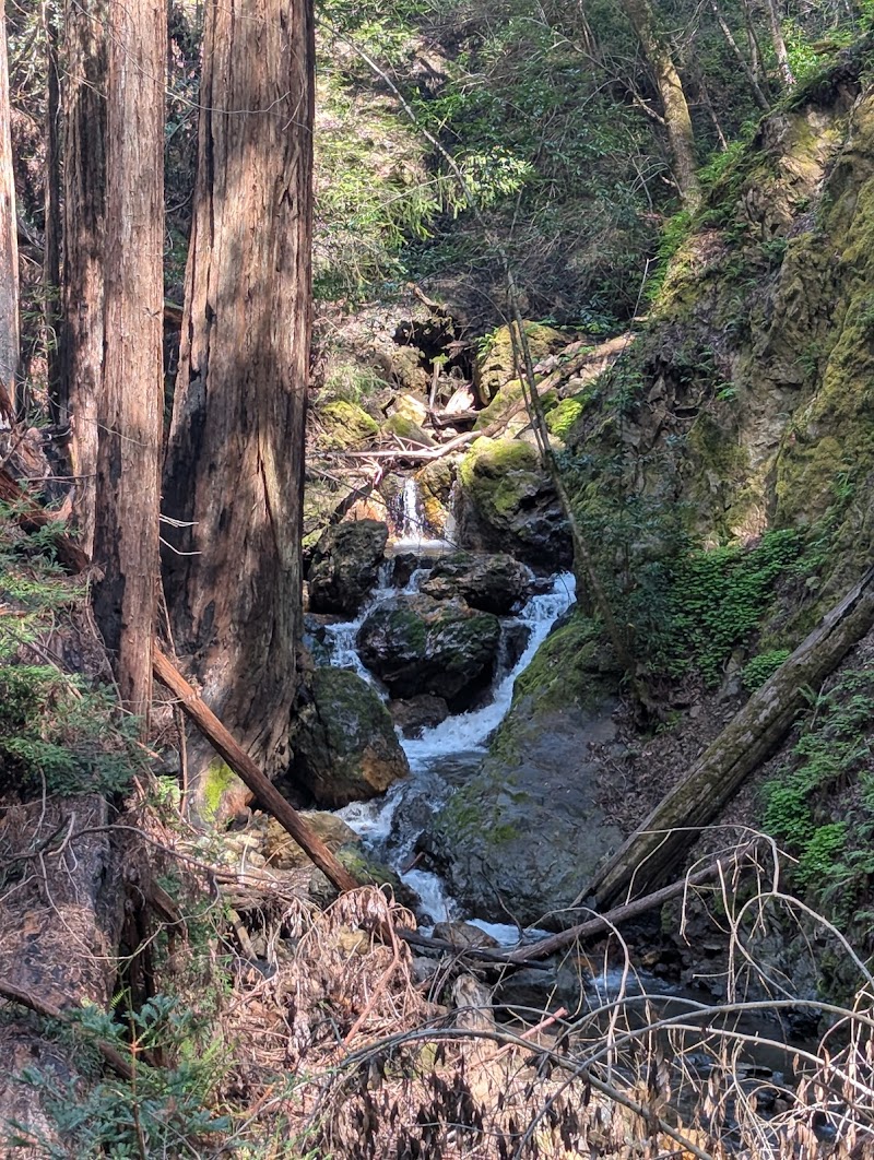 Armstrong Woods photo 3