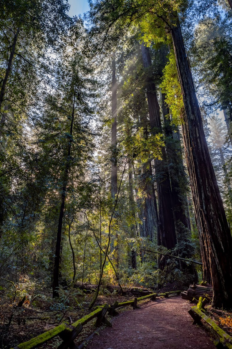 Photo of Armstrong Woods