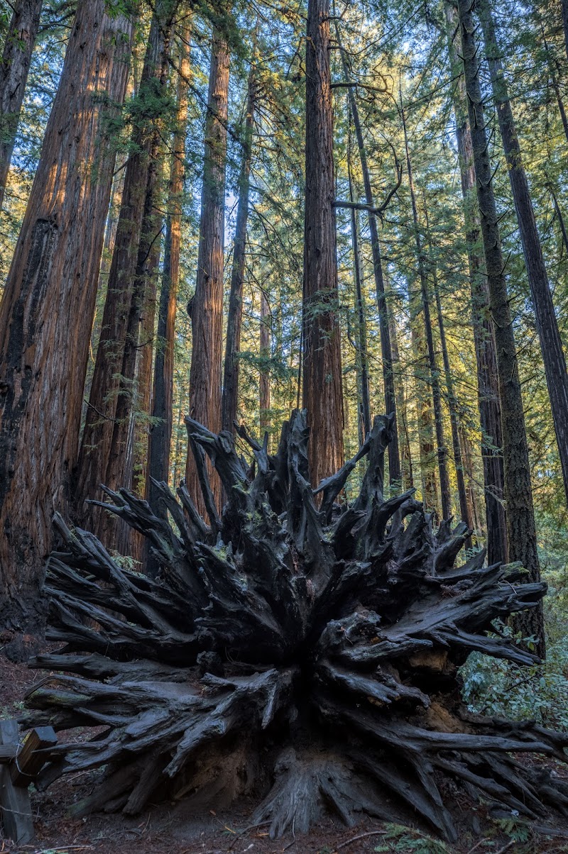Armstrong Woods photo 4