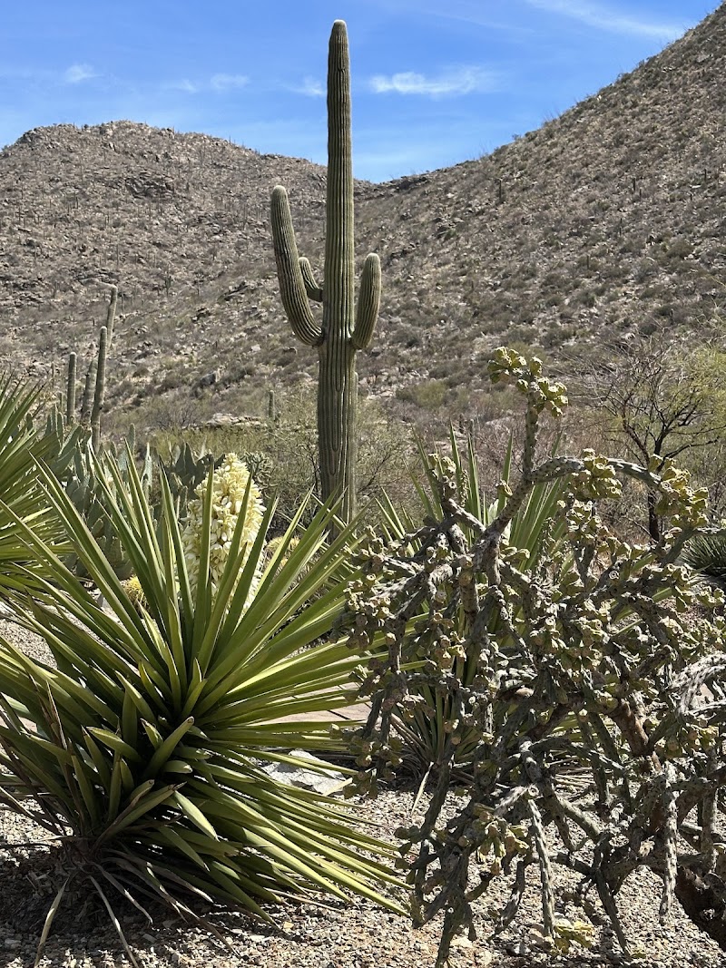 Dove Mountain photo 5