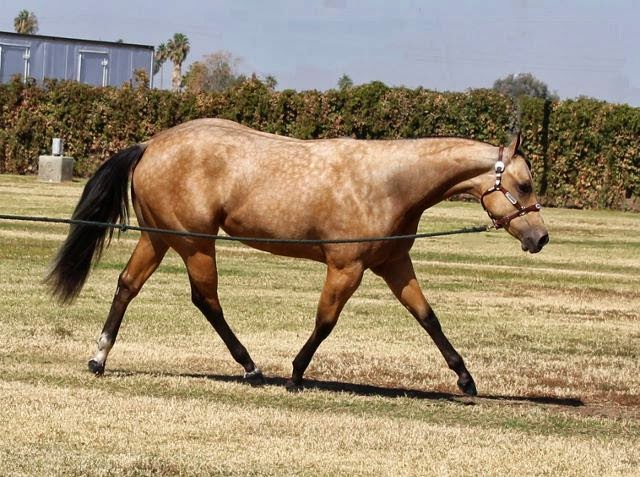 Contender Ranch photo 4