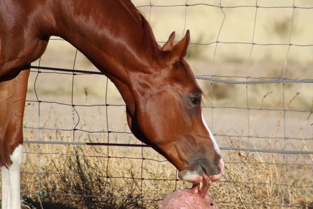 Contender Ranch photo 5