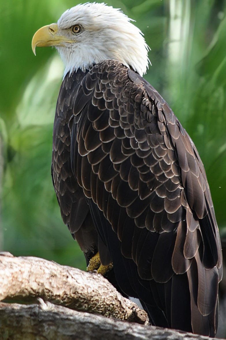 Brevard Zoo photo 5