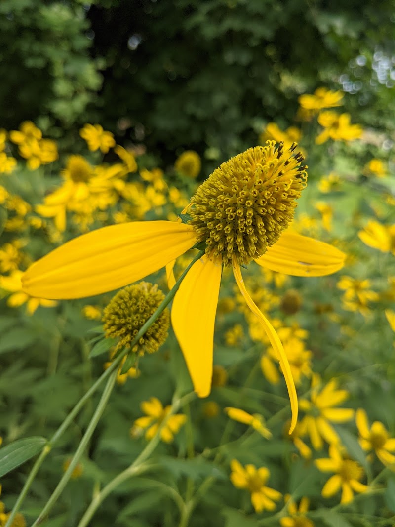 Photo of Discovery Preserve