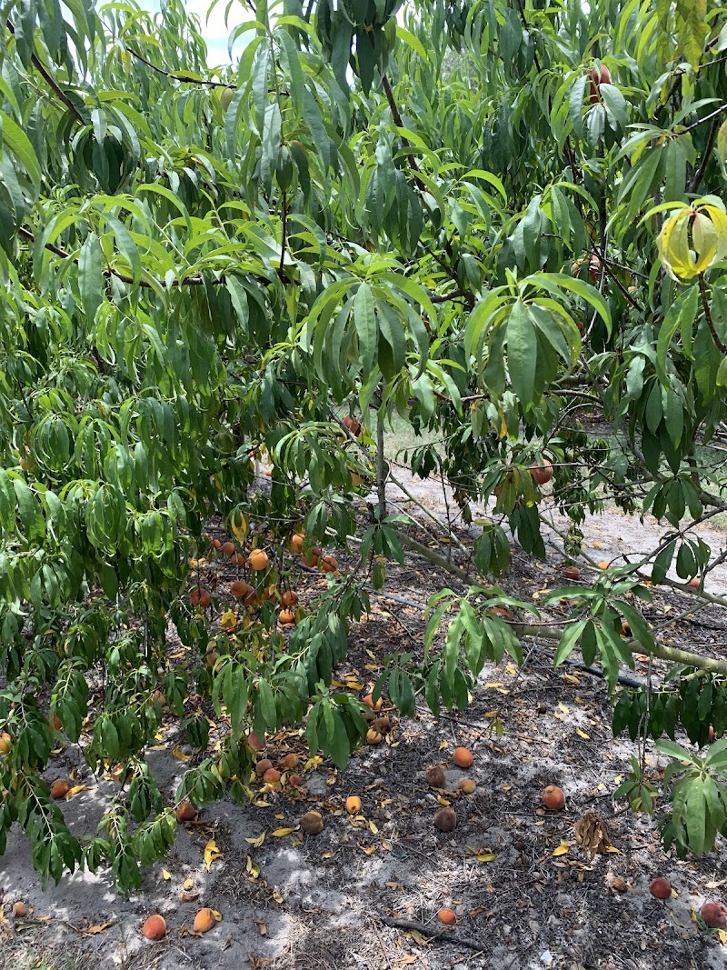 Shady Brook Peaches photo 4