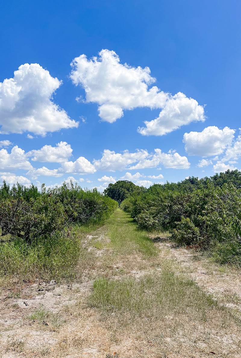 Shady Brook Peaches photo 2