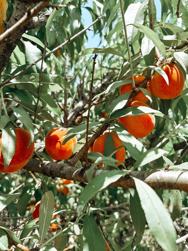 Photo of Shady Brook Peaches