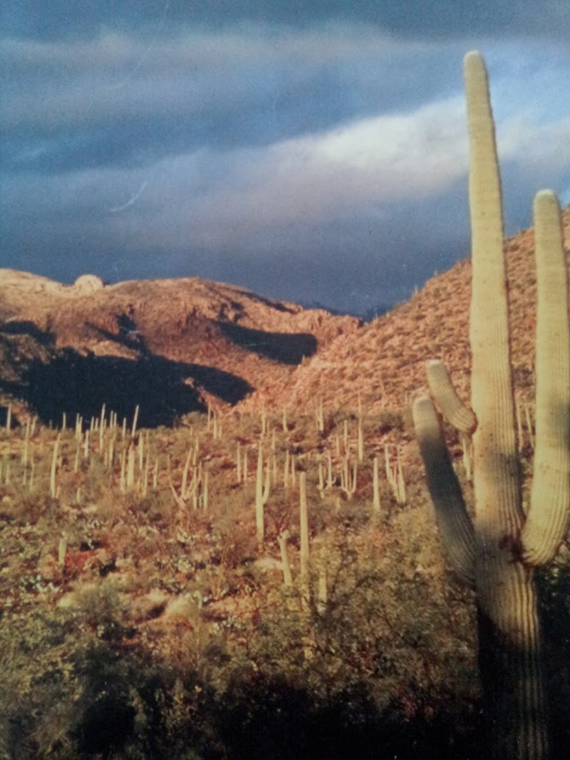 Photo of Sabino Canyon Recreation Area - Cactus Ramada 1