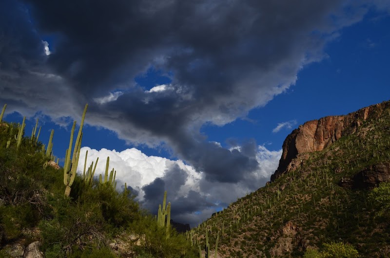Sabino Canyon Recreation Area - Cactus Ramada 1 photo 4
