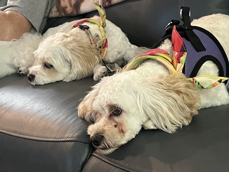 Woof Gang Bakery & Grooming Lakeland photo 4