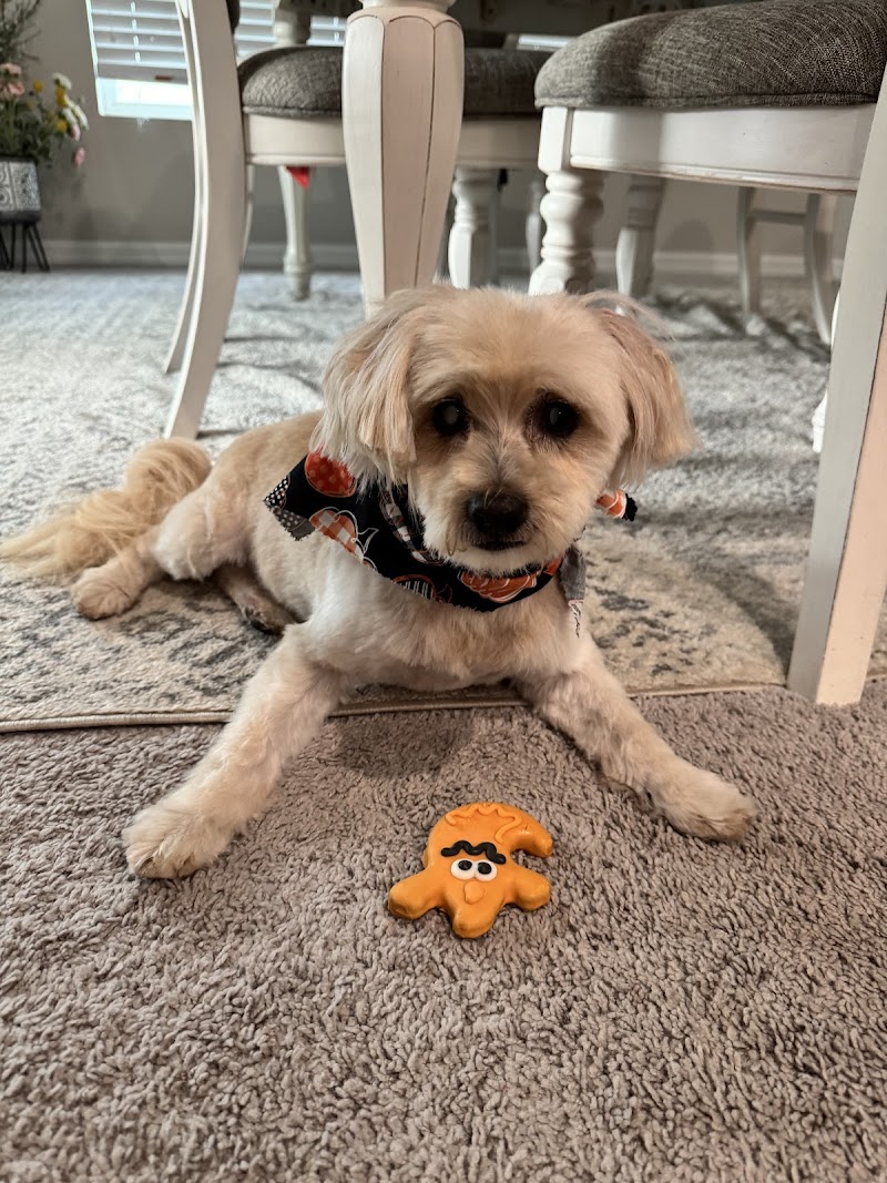Woof Gang Bakery & Grooming Lakeland photo 2