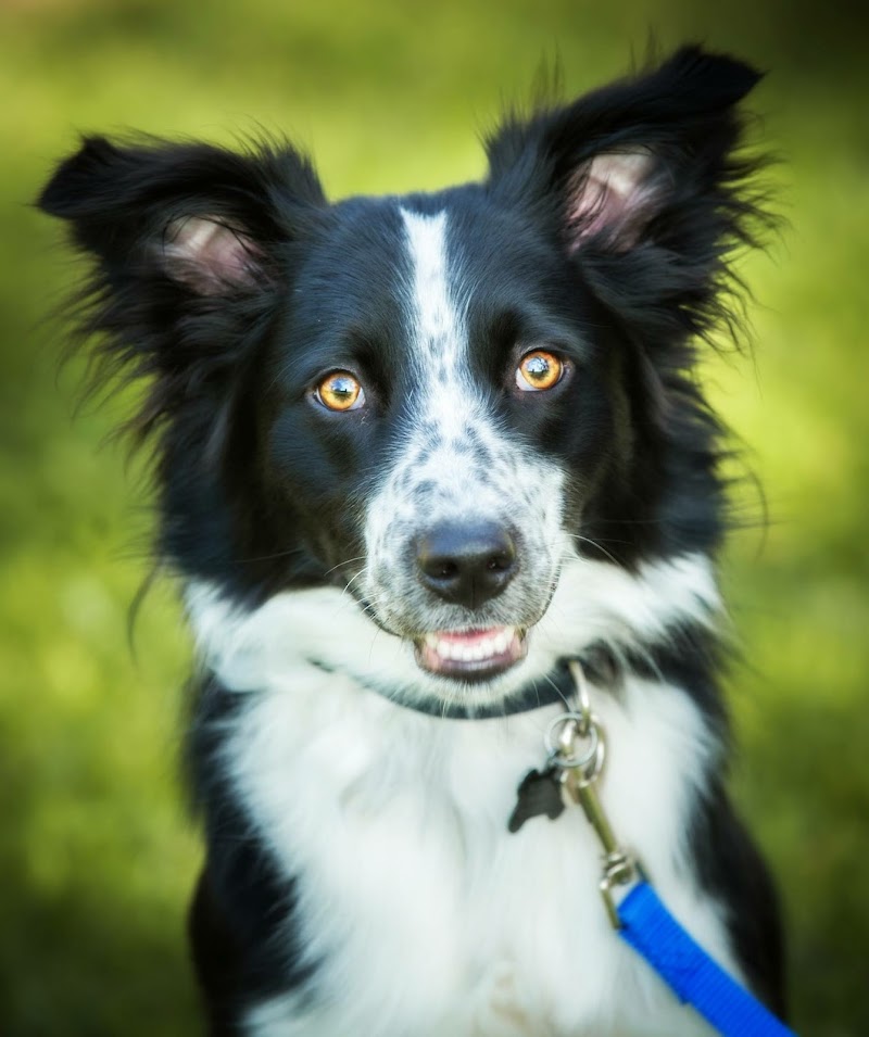 Sheri's Pet Watch photo 3