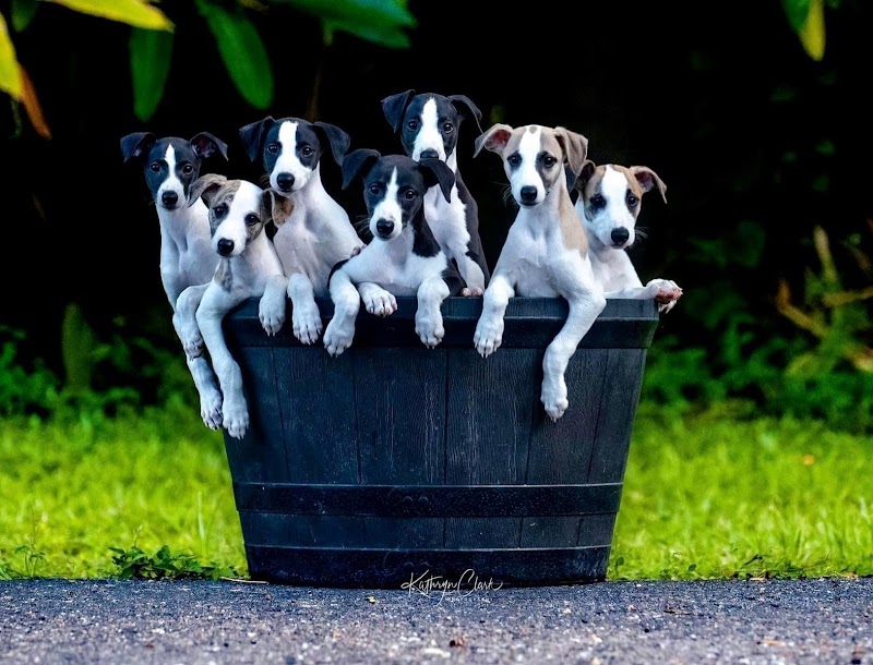 Photo of Hens and Hounds