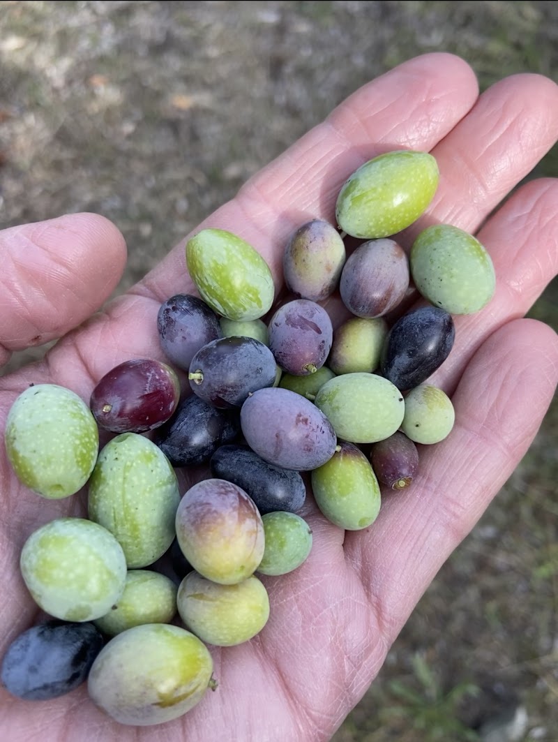 Photo of Moon Dog Olive Farm