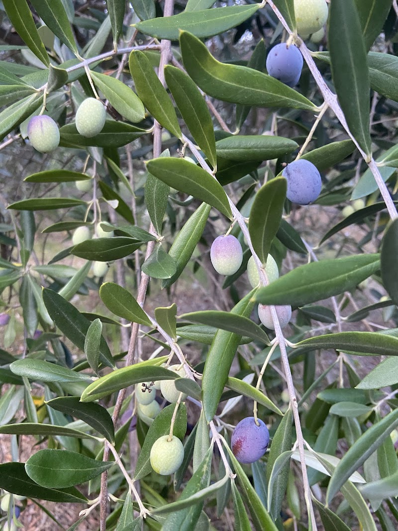 Moon Dog Olive Farm photo 2