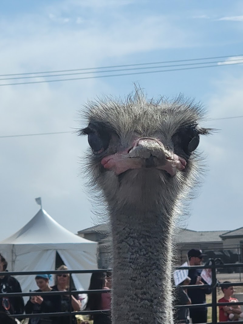 Tumbleweed Ranch photo 2