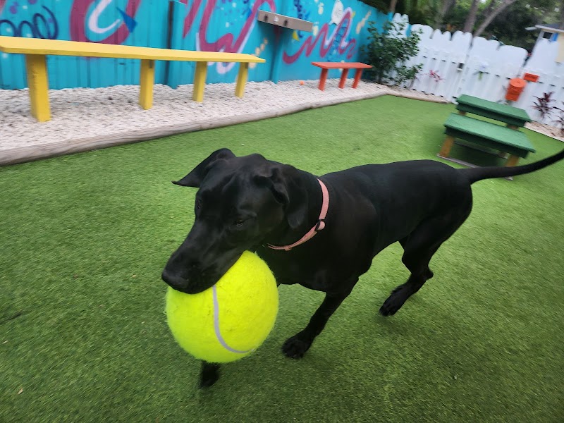 Pet's Best Friend of Tampa Bay, Inc. photo 2