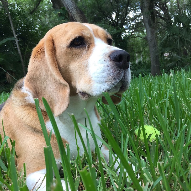 Pet's Best Friend of Tampa Bay, Inc. photo 3