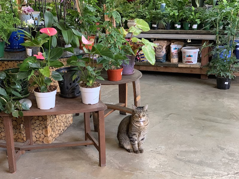 Yamagami's Garden Center photo 3