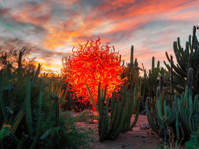 Desert Botanical Garden photo 4