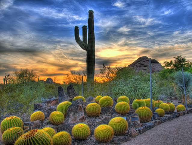 Photo of Desert Botanical Garden