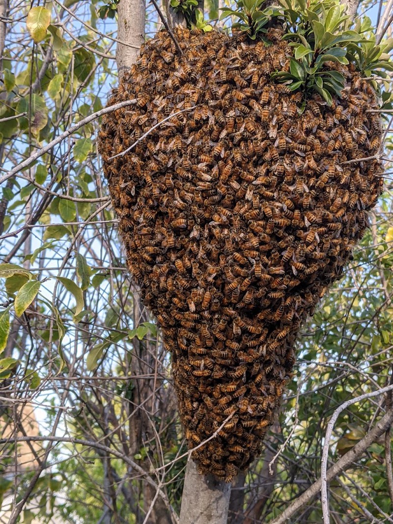 Dave's Backyard Bees - www.davesbackyardbees.com photo 3