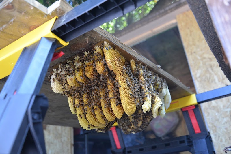 Dave's Backyard Bees - www.davesbackyardbees.com photo 4
