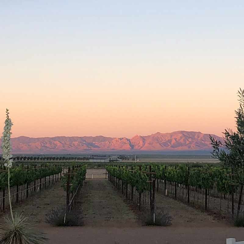 Rhumb Line Vineyard & Lavender Farm photo 4
