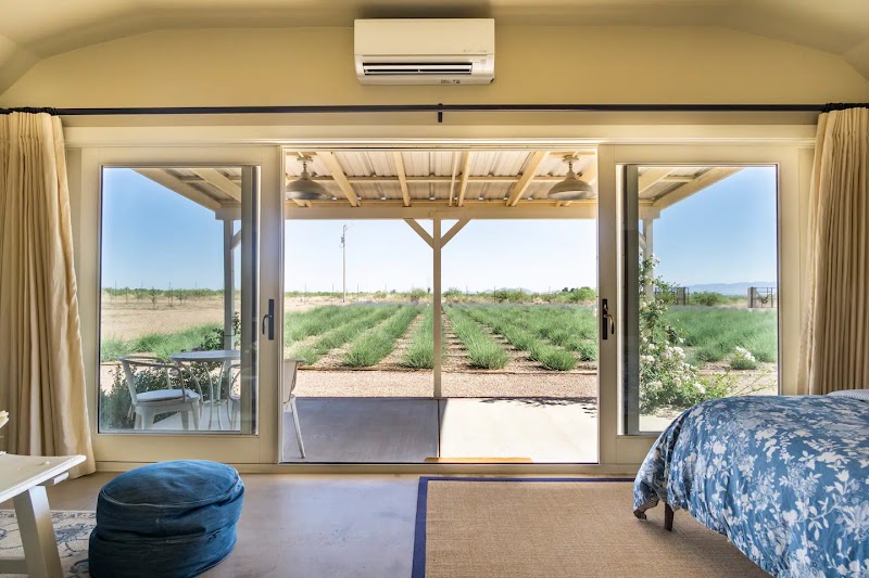Rhumb Line Vineyard & Lavender Farm photo 5
