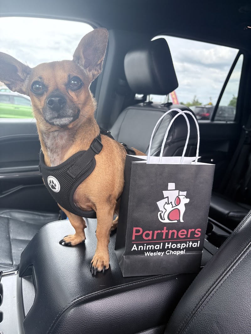 Partners Animal Hospital Wesley Chapel photo 4