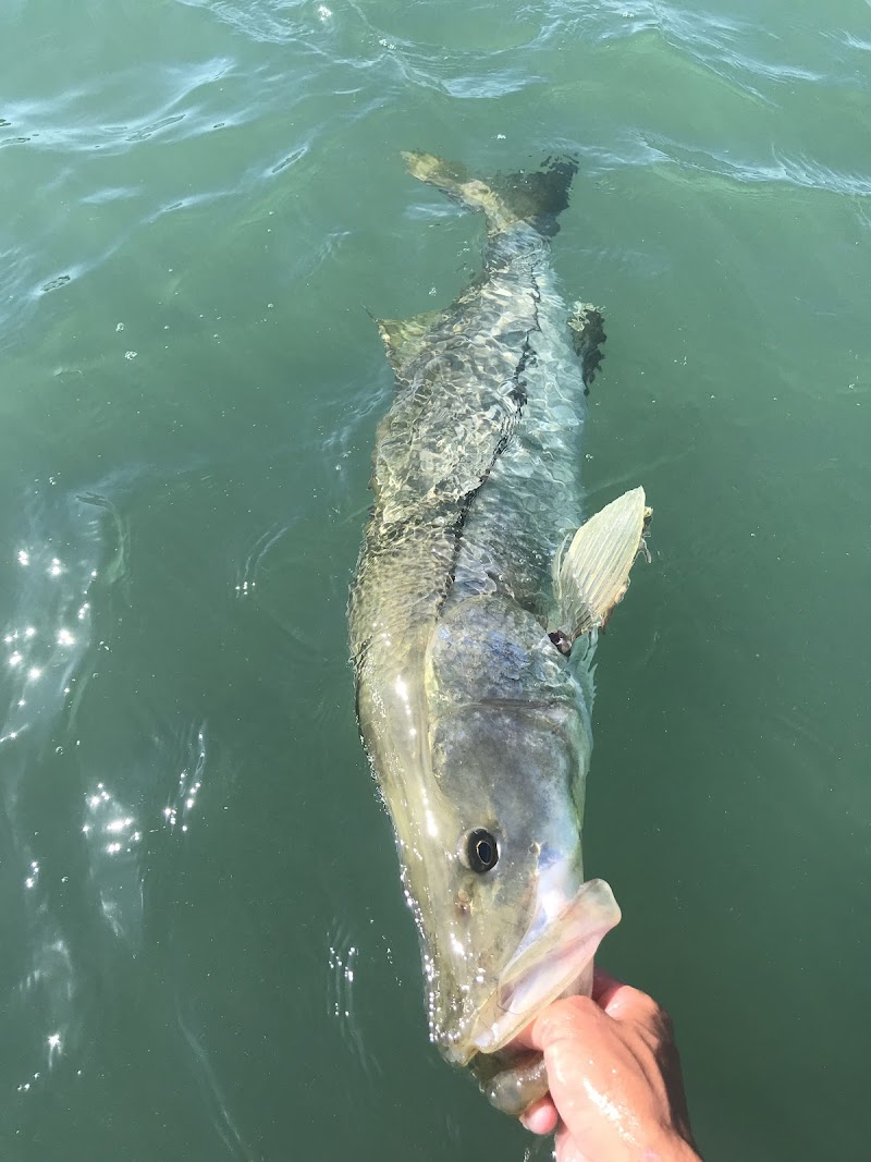 Coastal Chaos Fishing Charters - Clearwater photo 4