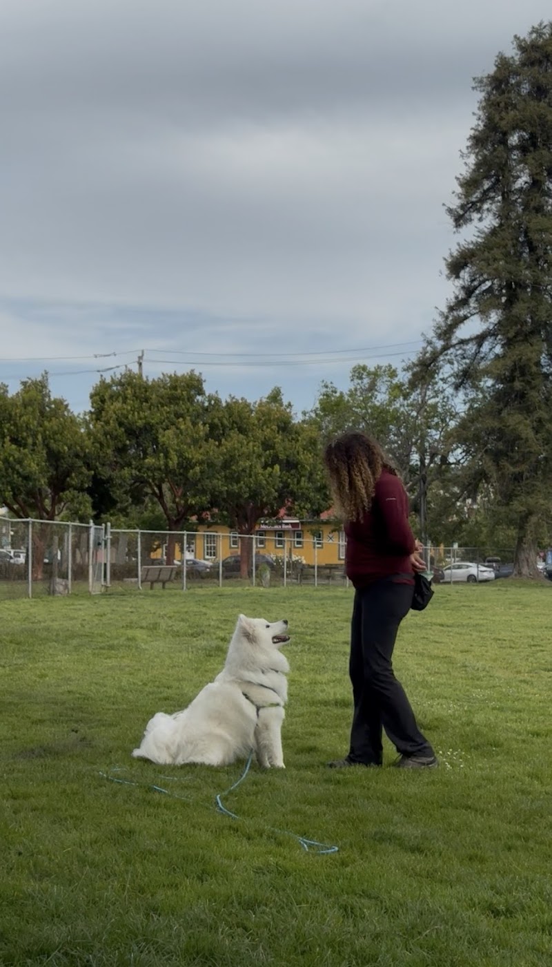 Dog Training With Miri photo 5
