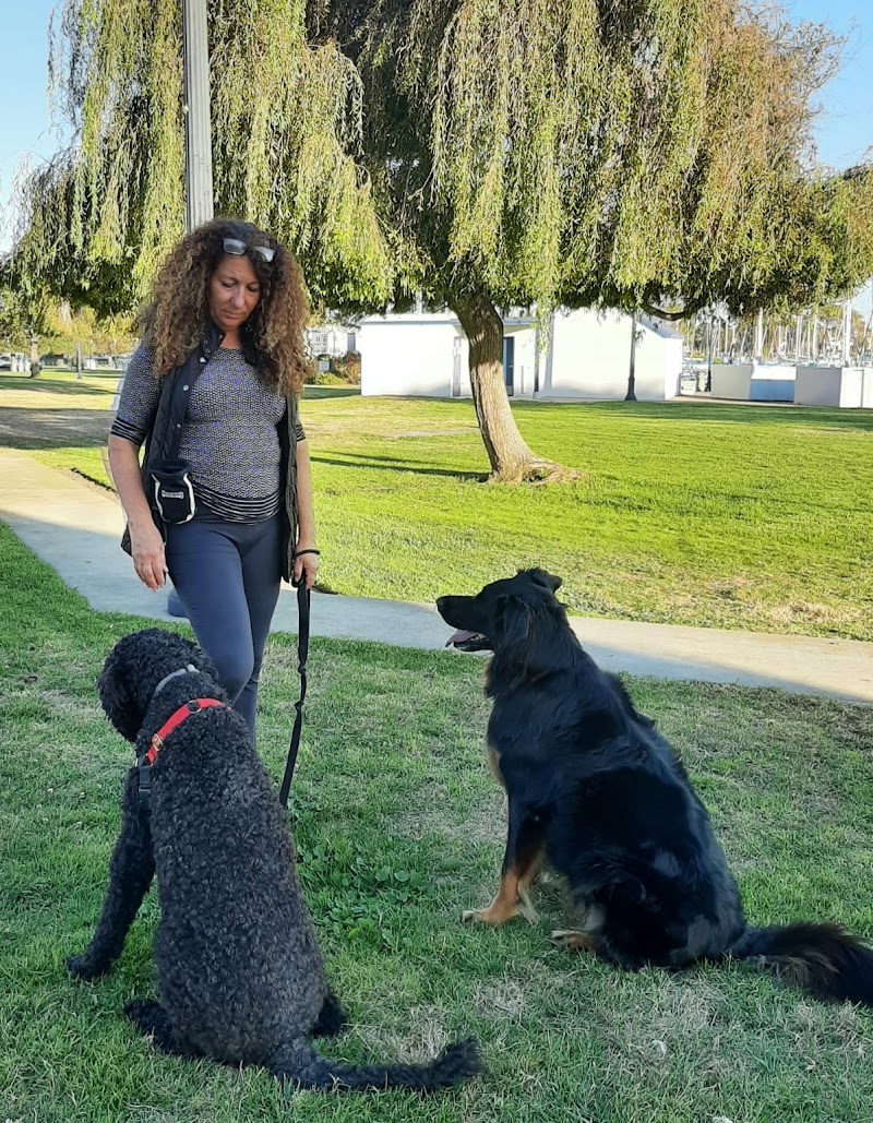 Dog Training With Miri photo 4
