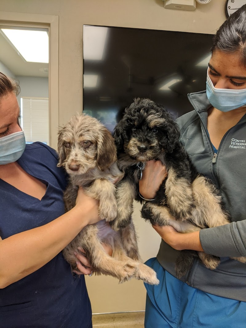 Photo of VCA Contra Costa Animal Hospital
